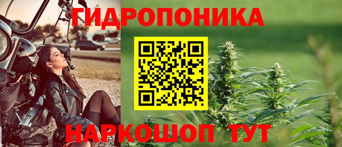 Каннабис план  Бошки Шишки конопля  Вход с VPN  Волжск  Каннабис семена 